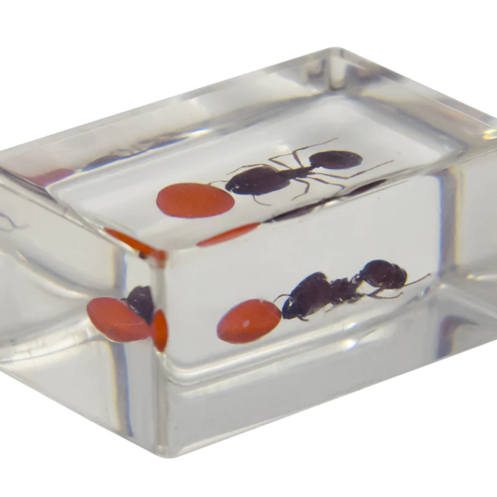 44409_ant_andredbean_angle