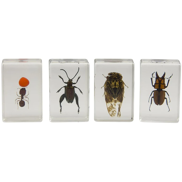 Celestron 3D Bug Specimen Kit #3