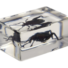 44409_jeweledfrogbeetle_