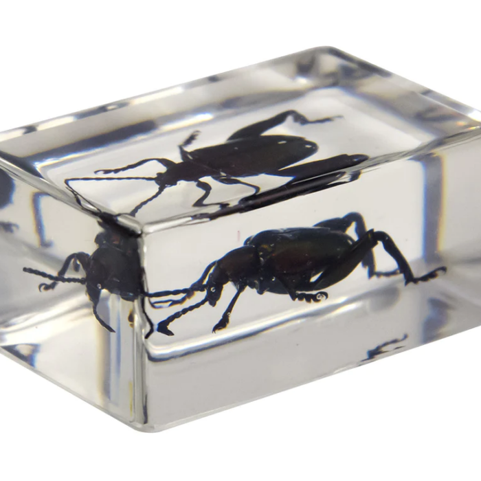 44409_jeweledfrogbeetle_