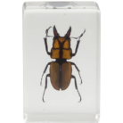 44409_smallstagbeetle_