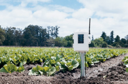 DAVIS WIRELESS LEAF AND SOIL MOIST/TEMP STATION 6345CSAU